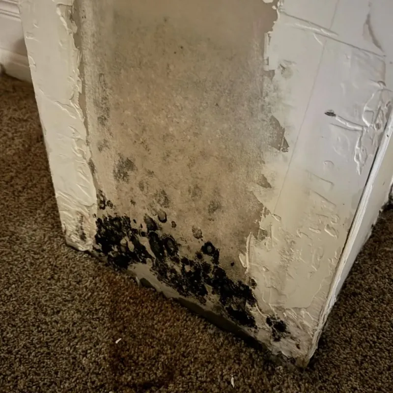 Professional Mold Removal in Talent, OR